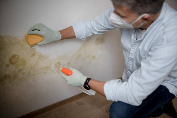 Best Local Mold Removal Service  in Alamosa, CO