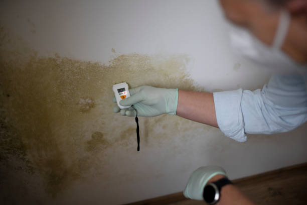 Best Mold Damage Repair  in Alamosa, CO