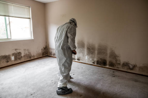 Best Crawl Space Mold Removal  in Alamosa, CO