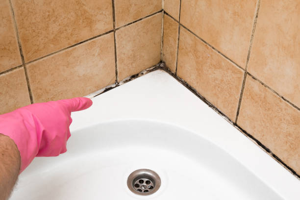 Best Local Mold Removal Service  in Alamosa, CO